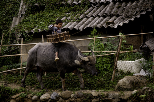 Boy On Bufalo