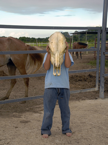 Horse Bones