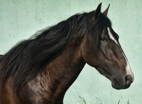 Horse Face