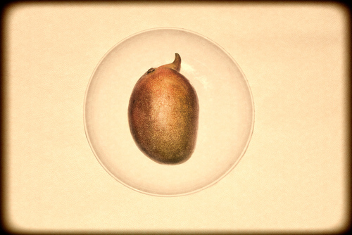 Mango