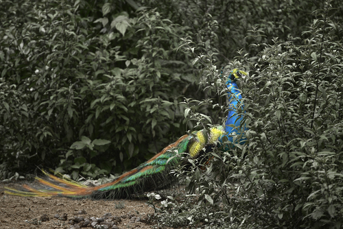 Hidden Peacock