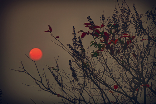 Art In Nature