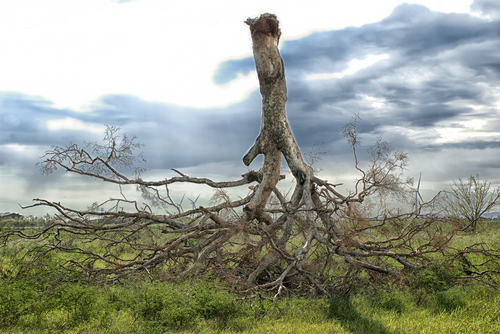 Fallen Oak