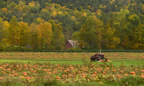 Fall Harvest