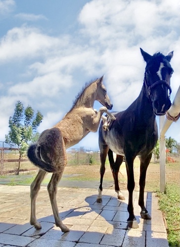 Colt and mare