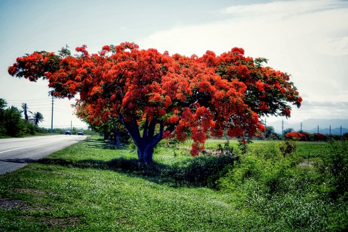 Tree on fire