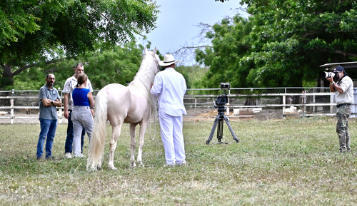 Documentary film of endangered Paso Fino
