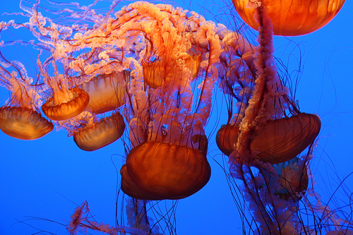 Jellyfish