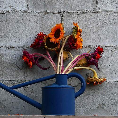 flowers (2)