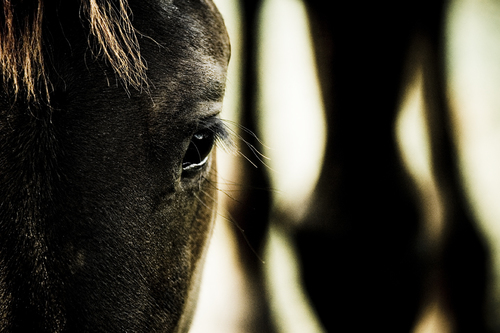equine eye 2