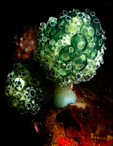 Sea Squirts 