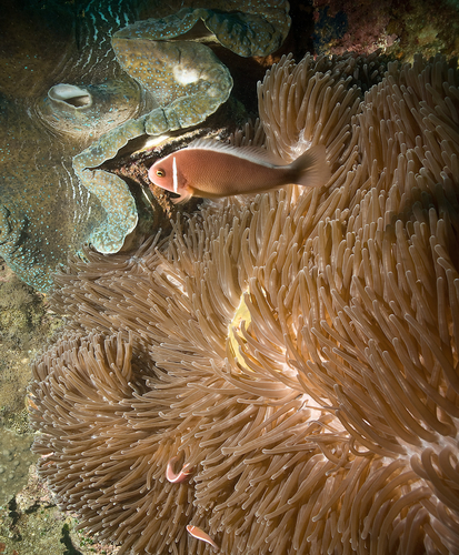 Conaway-Idell_Skunk Clown Anemone