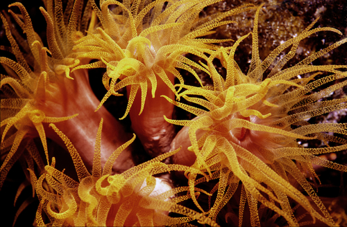 Tubastrea sp.