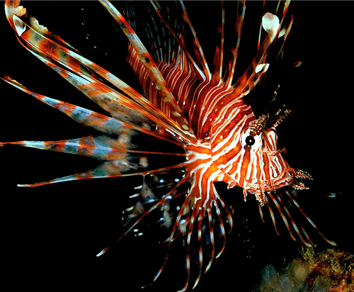 Pterois Antennata