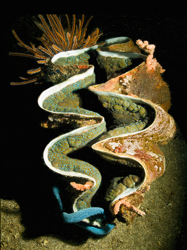 Tridacna sp. Clam