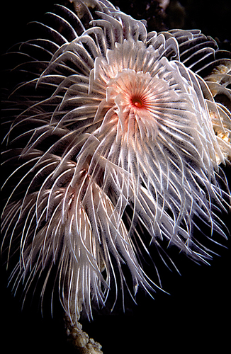 Protula magnifica