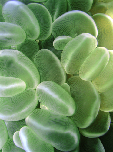 Bubble Coral