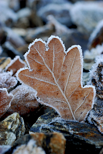 Frozen Leaf