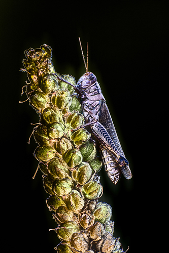 Grasshopper