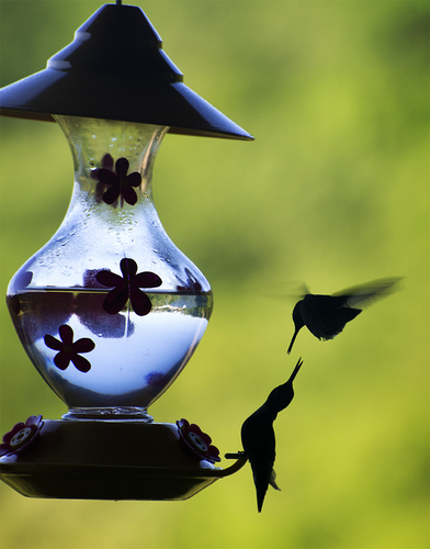 Hummingbirds