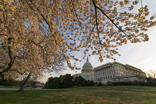 Cherry Blossoms on Capitol Hill