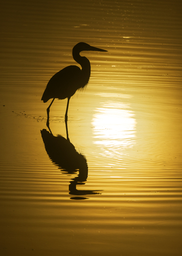 Heron Sunrise #2