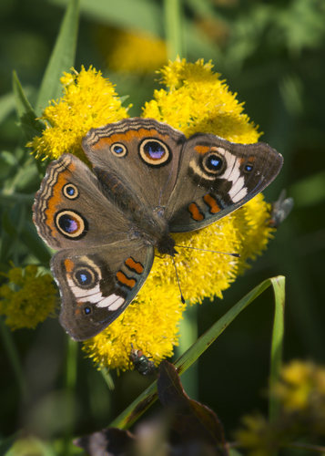 Common Buckeye