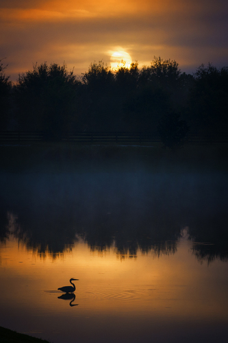 Heron Sunrise #1