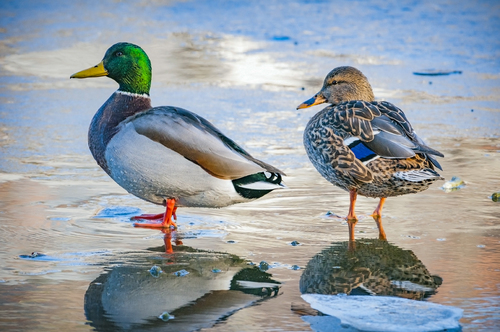Mallards - Lake Churchill