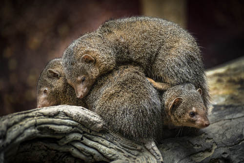 Cuddling