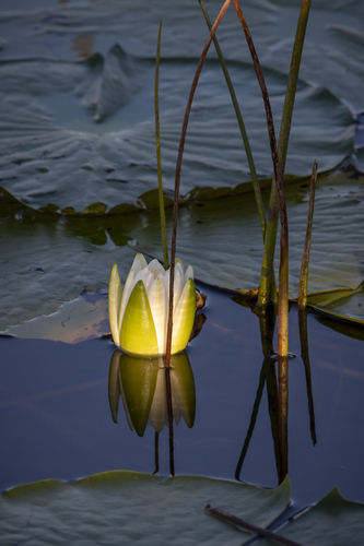 Inner Light