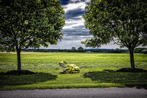 Frog-Trees,Thurmont Maryland