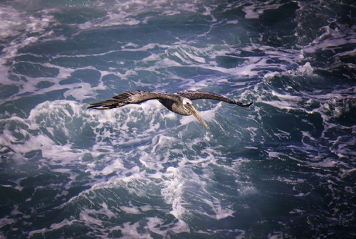Brown Pelican - Point Lobos