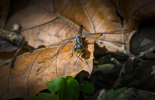 Dragonfly