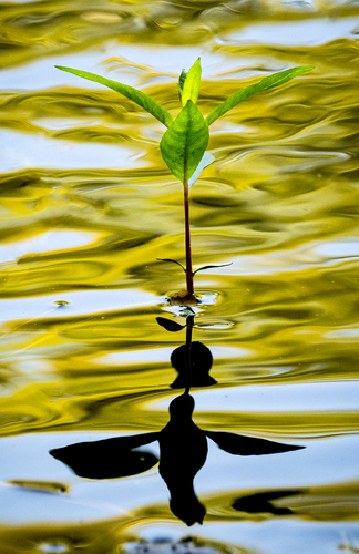 Emergence #1