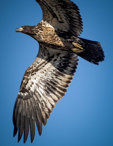 In Flight #2