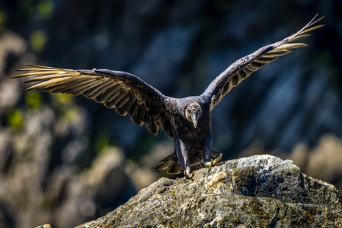 Vulture Take-Off