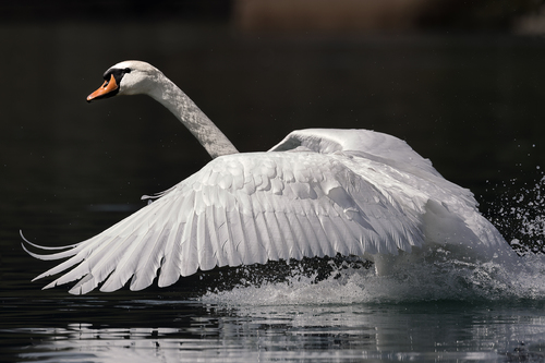 The Proud Swan