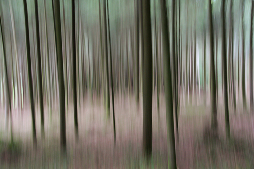 Deep In The Forest