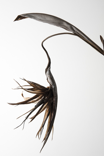Bird of Paradise