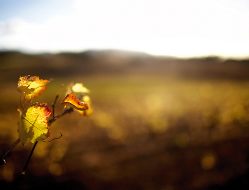 vine