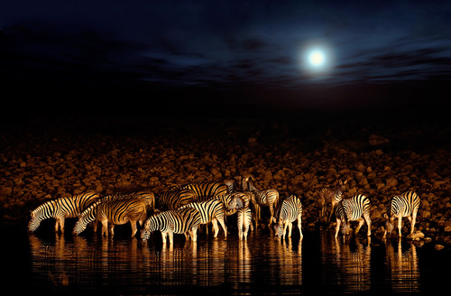 Zebras' Party