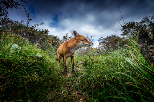 A fox trail