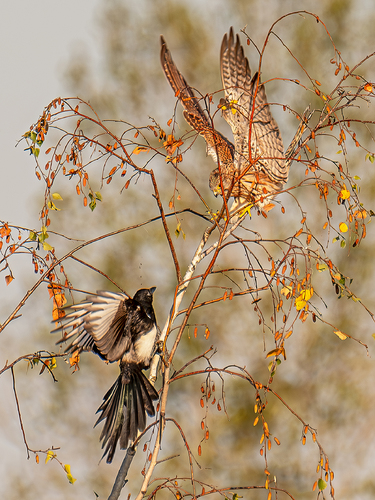 Quarrel in the tree