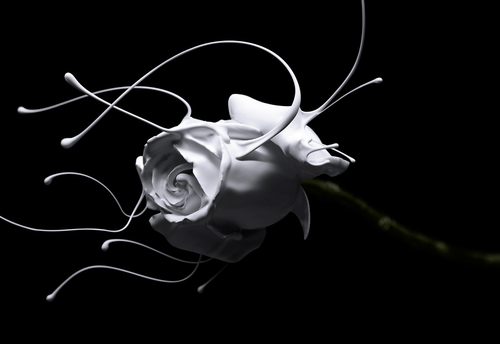 rose