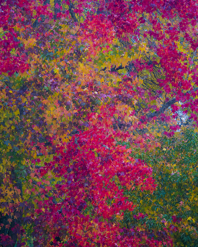 Autumn Leaves