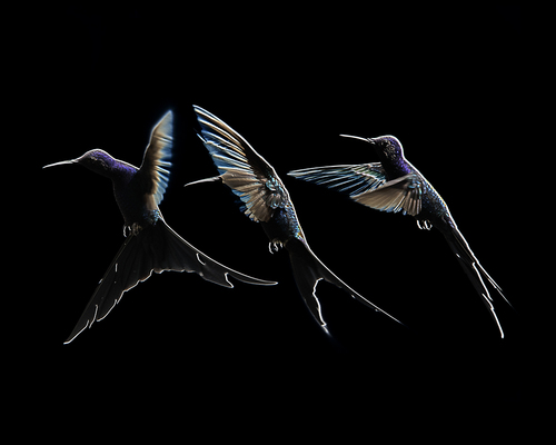 Swallow-tailed Hummingbird