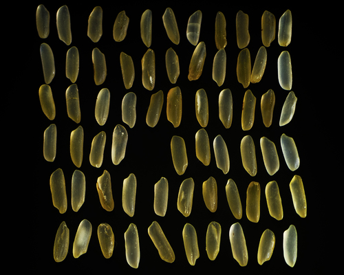 Sixty-four Grains of Rice