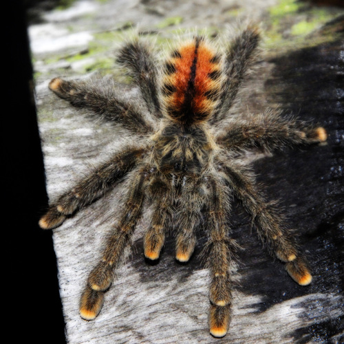 Spider