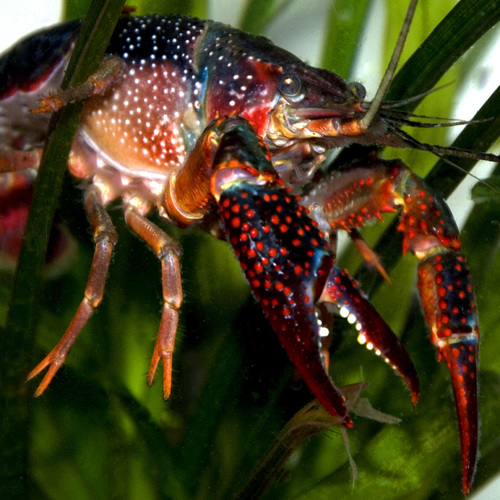 Lobster